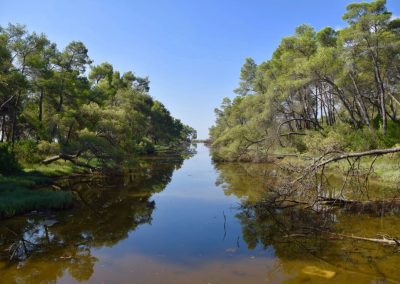 Pyllëzimi si zgjidhje natyrore për klimën dhe mbrojtjen e biodiversitetit në Parkun Kombëtar Divjakë-Karavasta