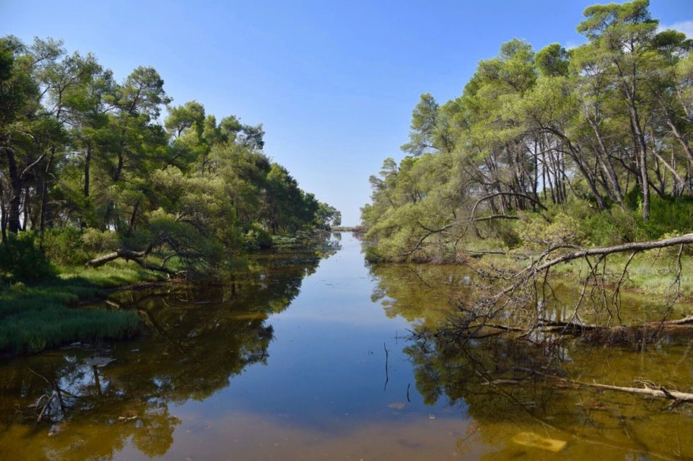 Forestation As A Natural Solution For Climate And Biodiversity 